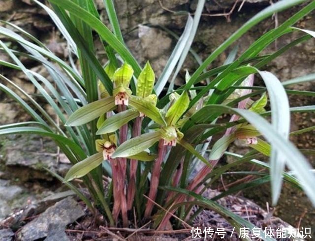 主肥|给兰花浇水,学会观“局势”,才能避免出错,不然容易死翘翘!