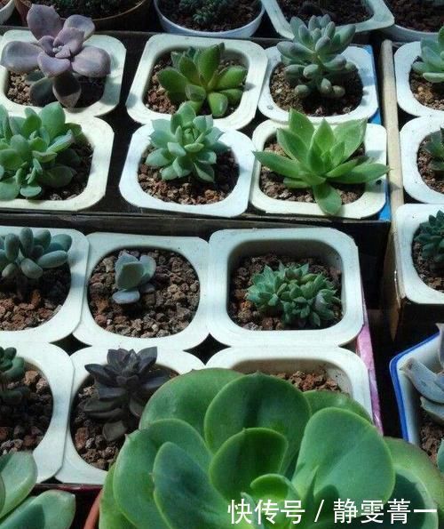 家里几种没用的东西，用来养花，省钱又实用，乐趣十足！