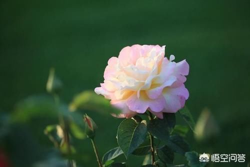 用纸杯扦插月季花，多长时间可以种地上？连纸杯一起埋地上行吗？