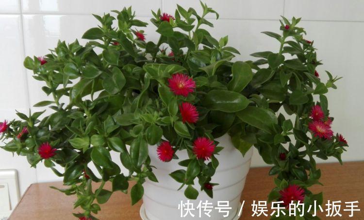 农历九月三十霜降后，养什么花？以下3种花，吉庆有余顺心如意