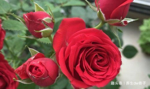 喜欢牡丹,不如养“高端玫瑰”永远的莫斯科,色泽鲜艳,妩媚娇羞