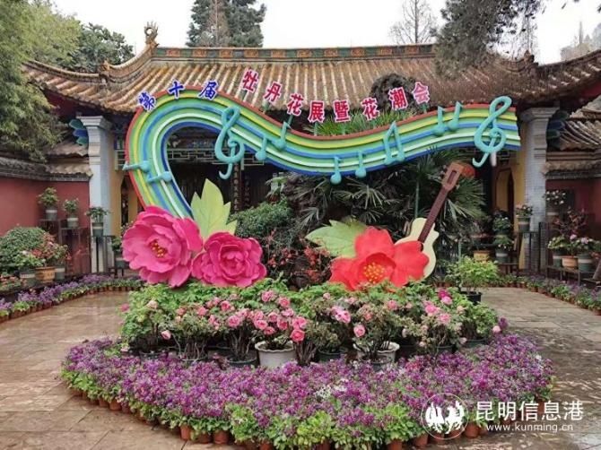 春节到昙华寺木瓜花树下迎接火红牛年