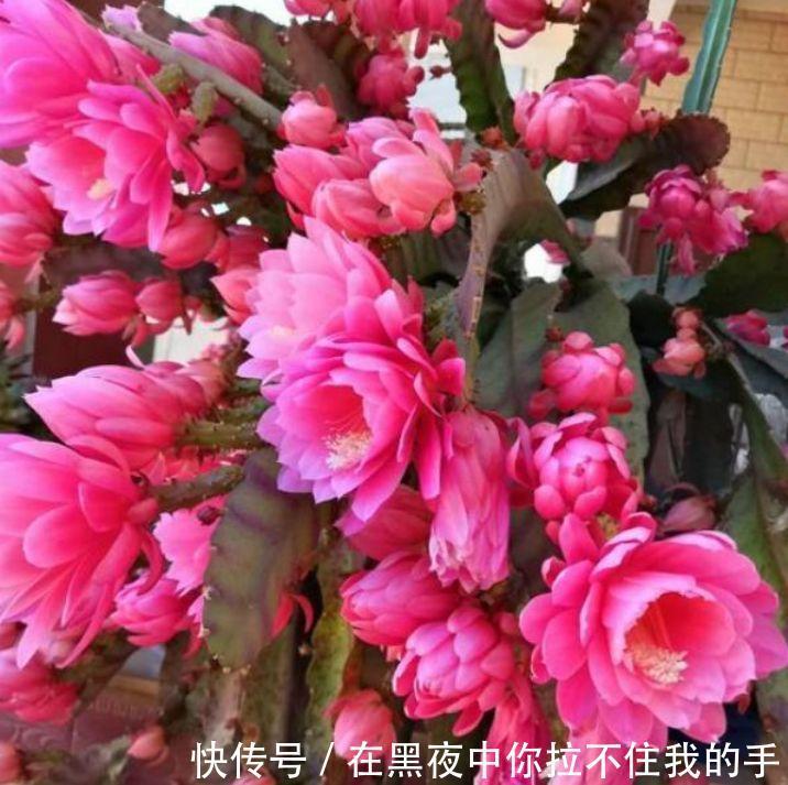 家里阳台养此款花，新手也能养爆盆，四季有花开，花香四溢飘满屋