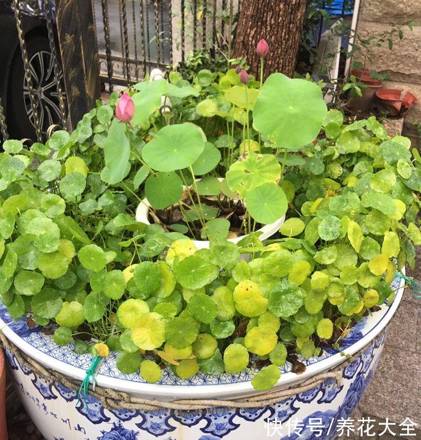 很难养死的5种花，想养死也不简单，你养死过几种？