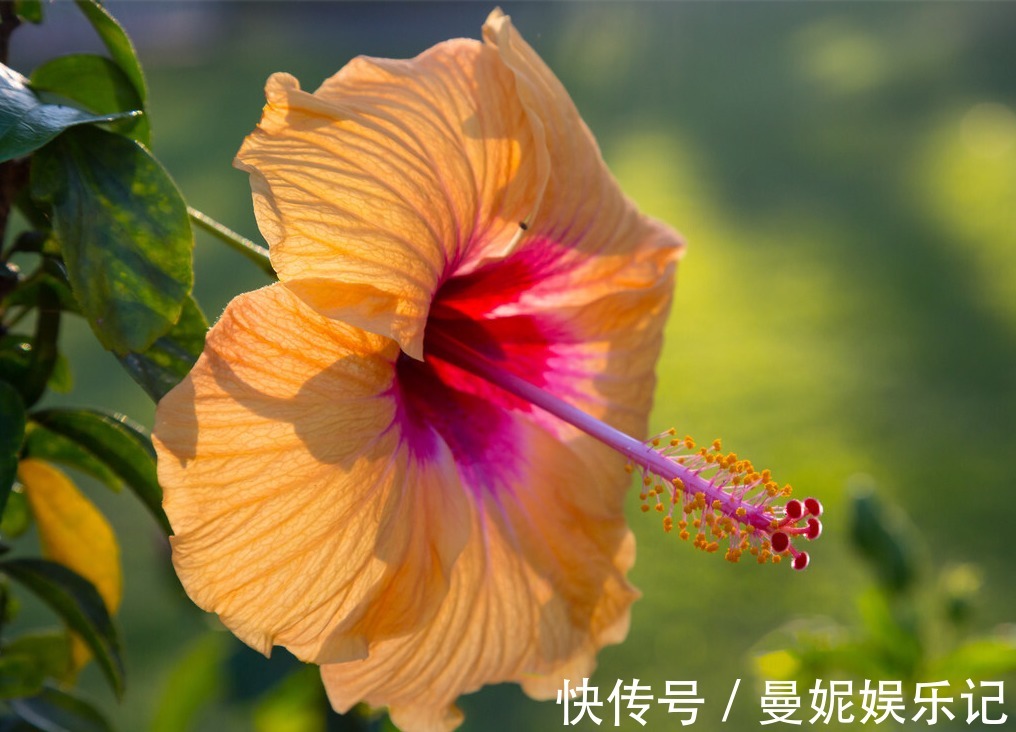 为了一盆花，家人关系彻底破裂，花有什么错？