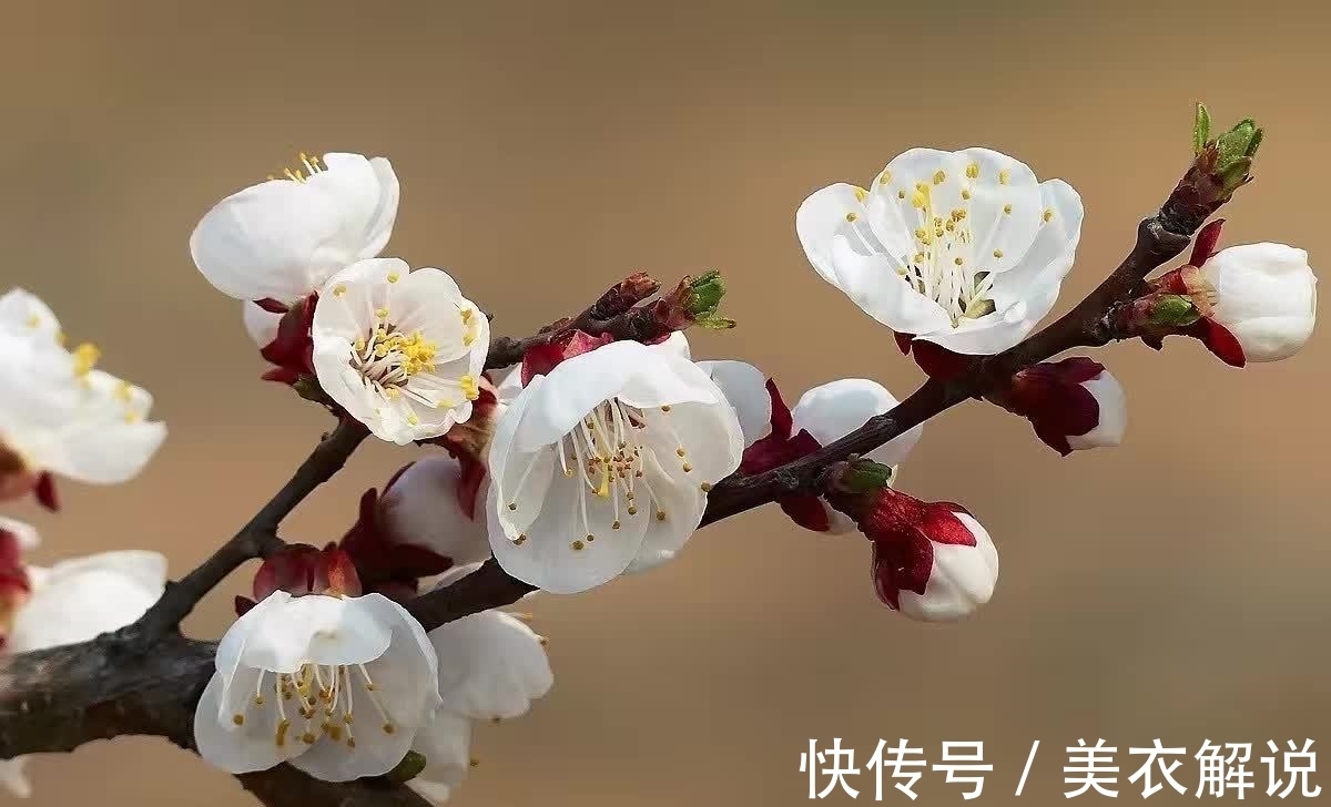 玉楼春！宋祁看到杏花写下一首词，词义温馨而浪漫，读来让人身临其境