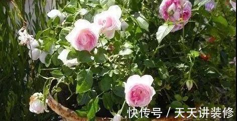 微月|在阳台上打造出一个月季小花园,距离你很近,做好4个方面就行