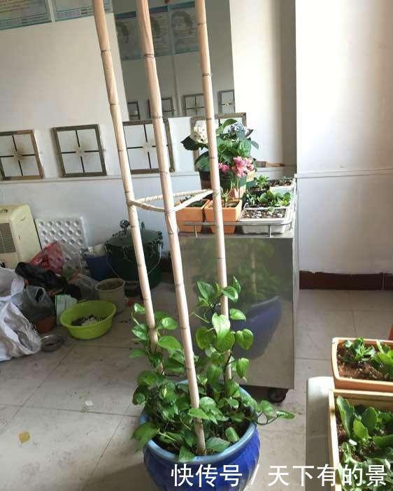 三脚架|自制绿萝三脚架,6步就完成,绿萝分分钟长成绿瀑布