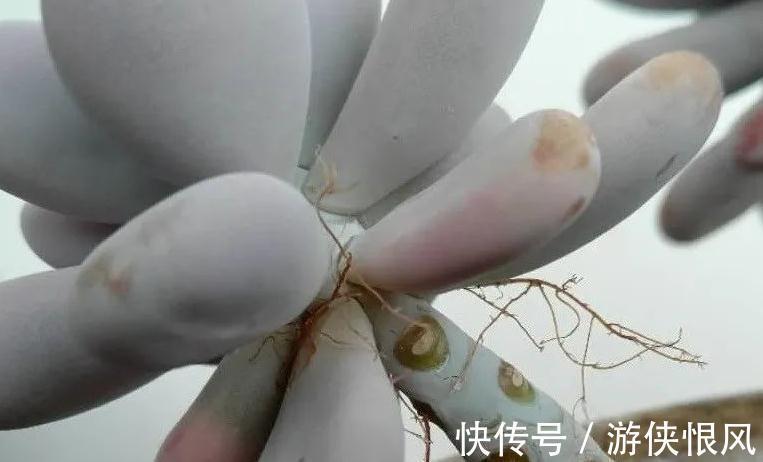 多肉长气根危害大,弄清这些原因,对症下药不用慌