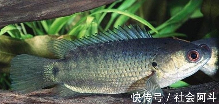 江西一男子野钓遇“怪鱼”，惊喜变成了惊吓，到底怎么回事？