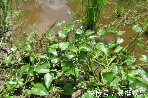 鸭舌草|水田附近的一种“竹叶”,过去是用来喂猪的,现在称为一道野菜