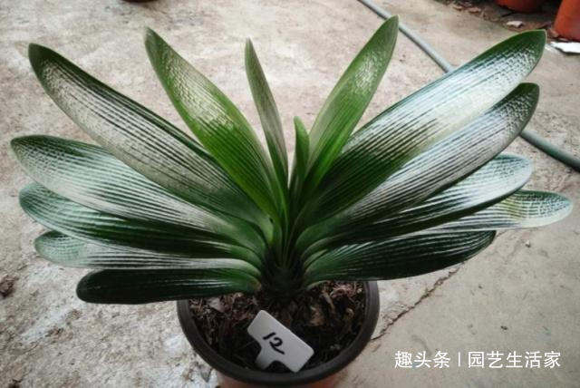君子兰不长叶浇水用点“它”，1年长出“8个叶”，开花了！