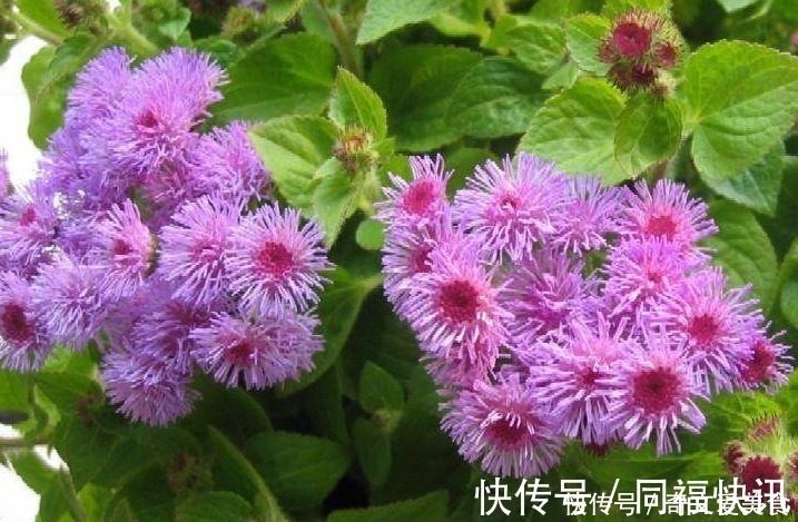 花语|此花花姿妖娆，紫色的花朵散发着沁人心脾的芳香，令人心旷神怡