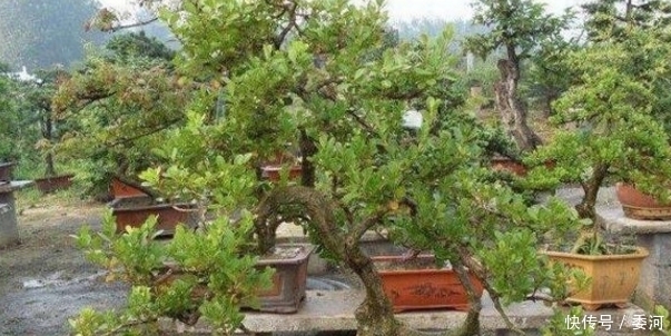 盆景美|沟边发现一棵黄杨，把树根挖回家，制作出的盆景美翻了！