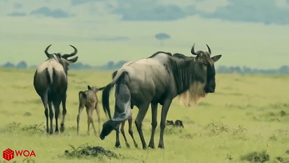 角马|蝙蝠竟然会倒立生孩子,这些生娃瞬间看得我肚子疼