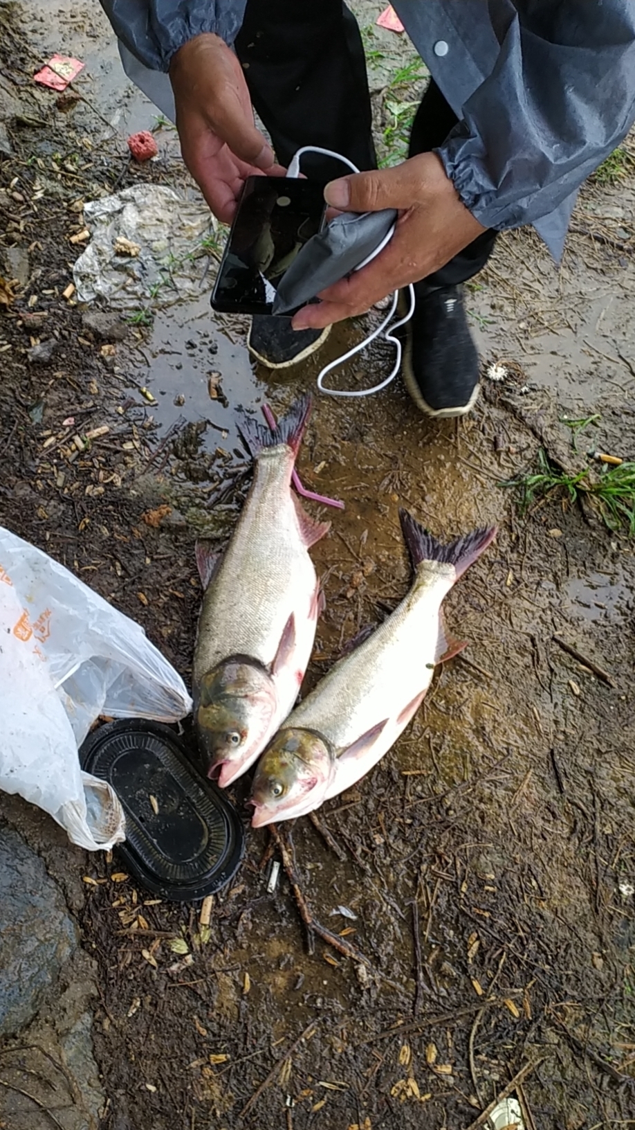  春钓鲢鳙攻略，只要有鱼一定有收获，麒麟臂和极端饵料必不可少