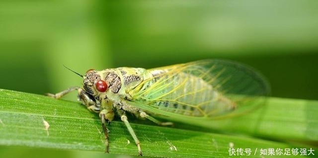  人生|人生困境时，多学习这两种动物，争气早日“时来运转”