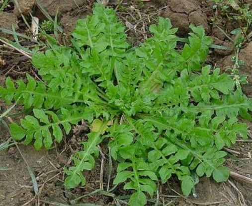 提个醒路边遇见此野菜，一定要拔回家，现在知道还不晚