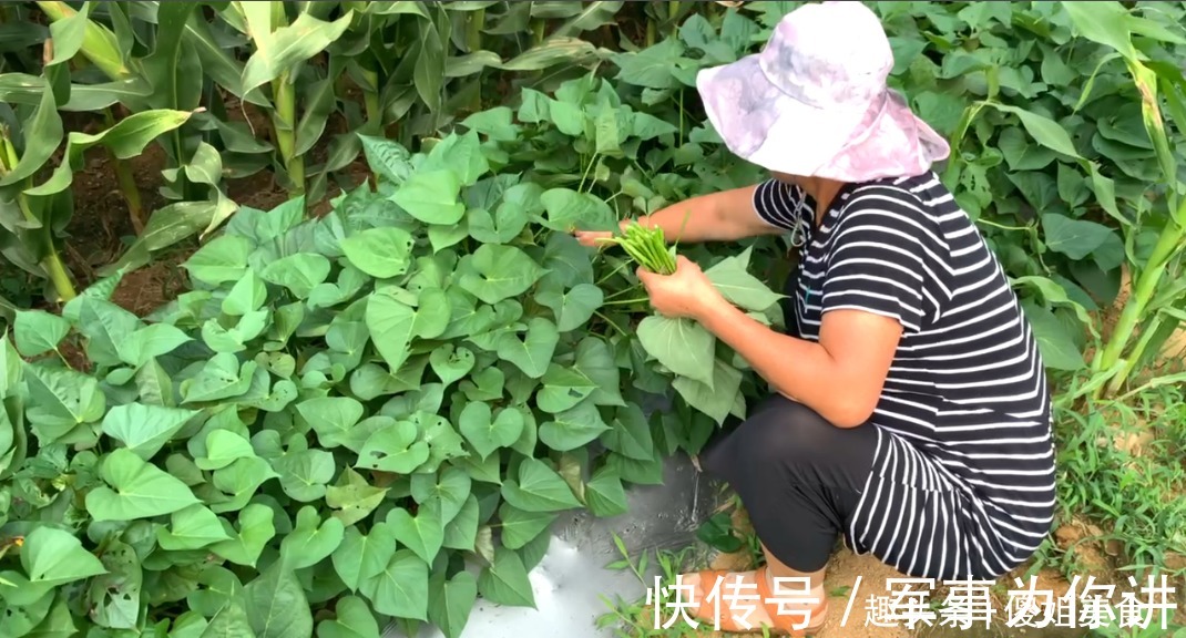 南瓜梗|此菜是碱性食物，比莲藕冬瓜都养人，才2元一斤，不懂吃可惜了