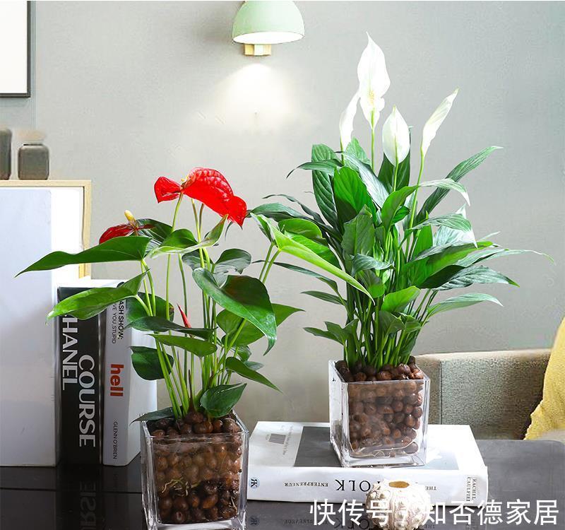 吉祥花|10大“吉祥花”适合养客厅,格调高,株型美,旺财又护家