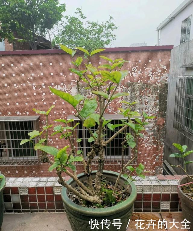 嫁接|3种花养在小盆里,2年变老桩,茎干粗壮开花香,1次能开50朵