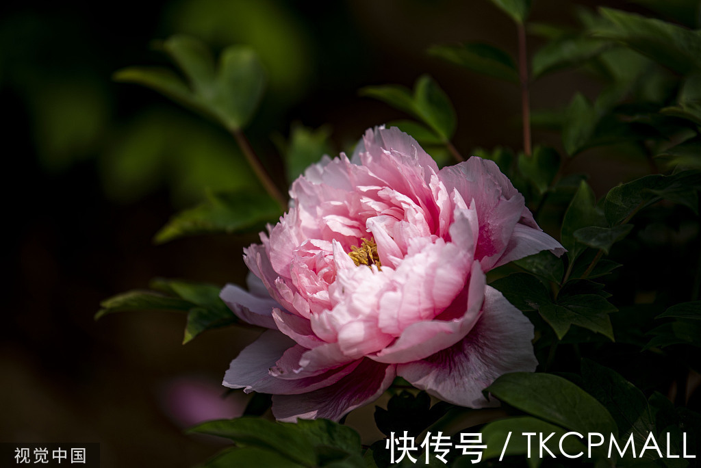 甲天下#品冠群芳,国色天香——焦骨牡丹