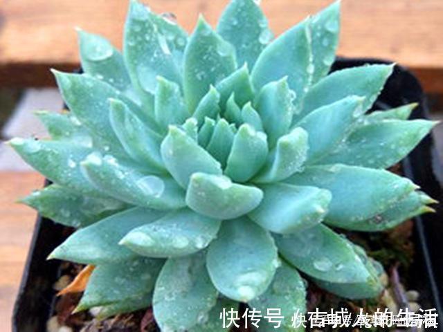 最具清凉感的5种多肉，养护用对方法，出状态后呈现出高级蓝