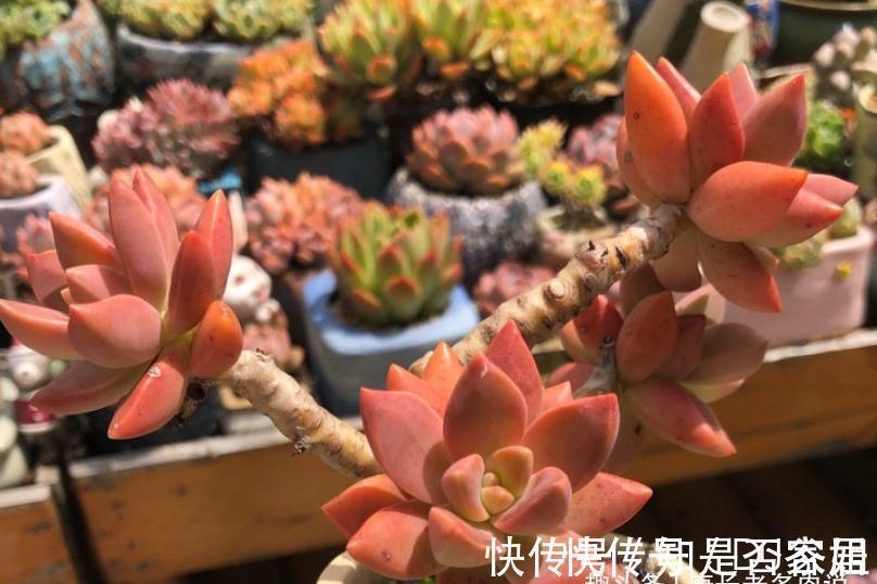 茎秆|多肉铭月皮实又常见,但养好了同样好看,我就喜欢这种好养的多肉