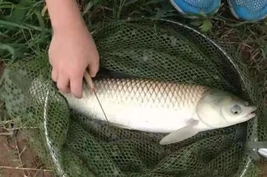 深秋“对付”草鱼，我就只认这3招，莫不信，一般人学不会