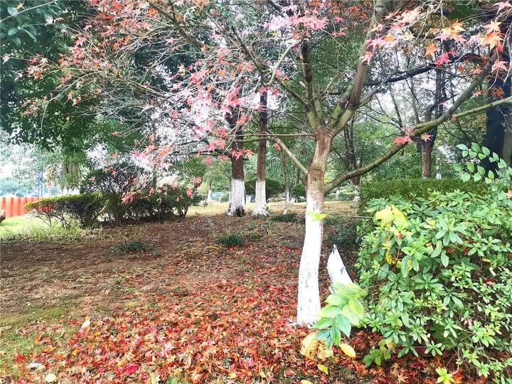 风景迷人|领略落叶之美 吉安城南市民广场冬季风景迷人