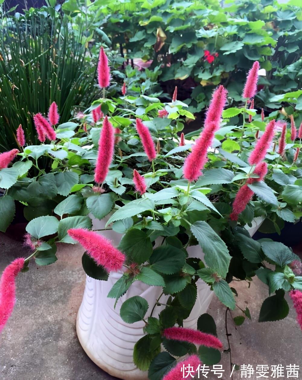 盘点5种小众网红花,好看又有特点,值得入手