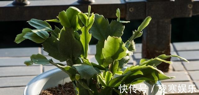 没嫁接的蟹爪兰,移栽有“讲究”,做好第一步,后期养护才简单