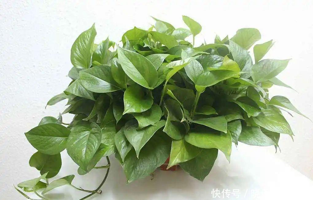 惊艳|绿萝样式品种原来这么多,来看看你都认识哪一种,有没有惊艳到你