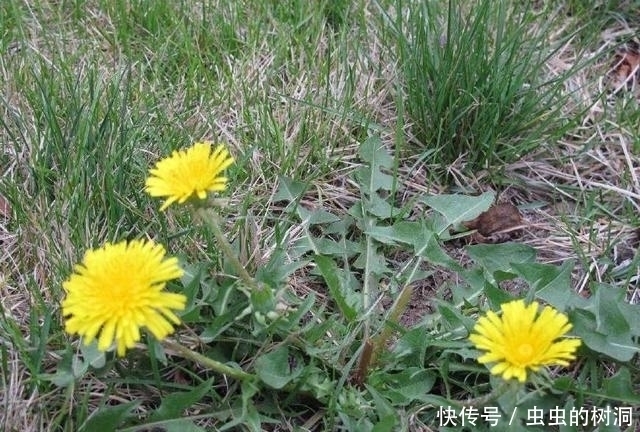 内火旺|农村路边的蒲公英,有3个“不喝”,喝对了胜过吃人参