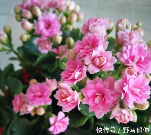 4种花很漂亮，养家里1盆，幸福、财源滚滚，一养就是10年！