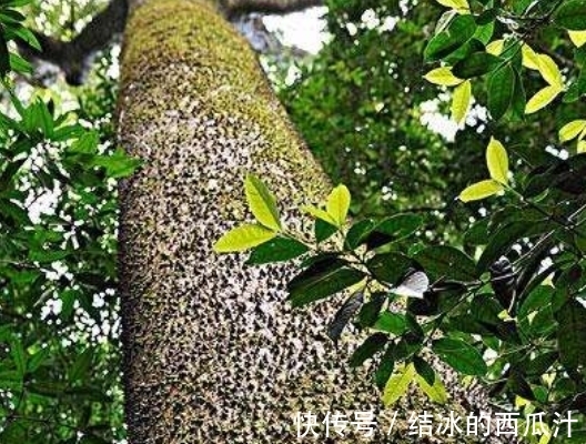 世界上最“不能招惹”的树，砍不得碰不得，见到都要绕路走