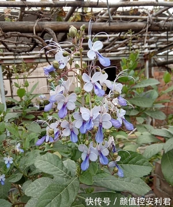 6种“仙气花”,美丽又动人,家里养一盆,就像捡到“大宝贝”