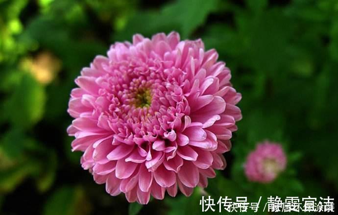 格桑花四季可播种,颜色鲜艳开花漂亮,种上种子一周就出苗,好养