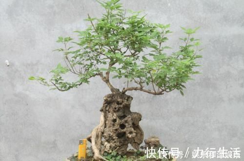 老桩|农村常见的黄荆和山榆适合做盆景吗，采桩时要注意什么