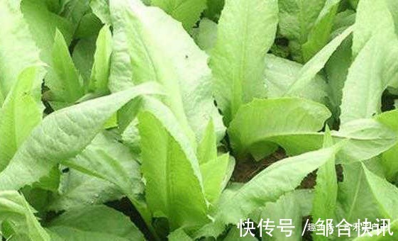 葡萄干|想要长寿,4种食物别放过,清理血管,清肠减肥,谁吃谁受益