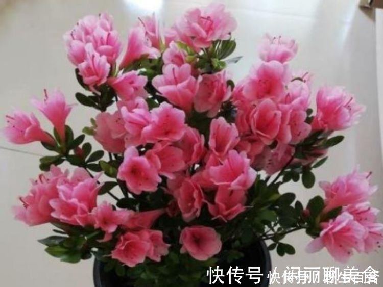 杜鹃花|养花就养几种花，家里养一盆，颜值高，开花多，随便一养成花海！