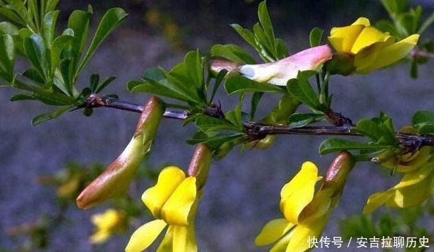 被当废柴的金雀花,埋在土里,开花如鸟雀