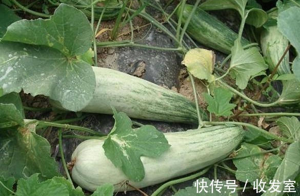 清肺利咽|立秋后，晚上当零食吃几片，能清肺利咽，治咽喉肿痛，谁吃谁好