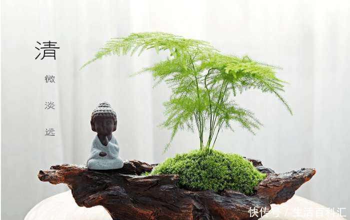 植物|家里万万要养这几种植物,聪明人都懂,难怪家人身体越住越健康