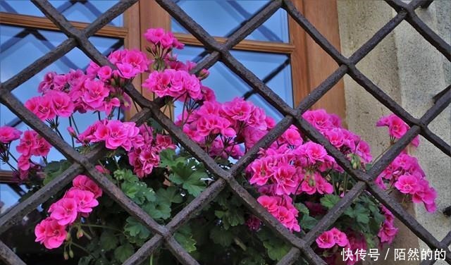 她只养了1种花,1米小阳台却开成花海!她只养了1种花,1米小阳台却开成花海!