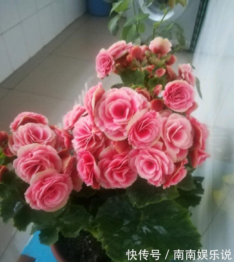 漂亮|家中养花，试试3种漂亮的花，水果花香，四季开花不断，喜爆盆