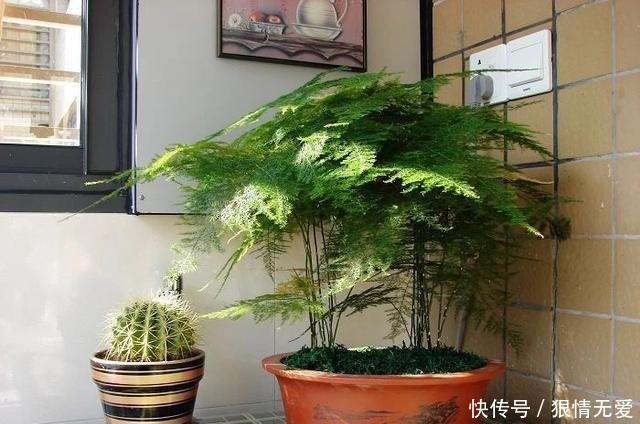 文竹、武竹和松叶武竹三“兄弟”,颜值高,哪种养护难度高!