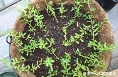 农村常见的“1种野草”,看到别铲除,挖1棵回家,做盆栽很漂亮!