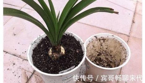 花盆|4种“垃圾”捡回家，埋在花盆下，啥花都越养越旺，叶绿开花久