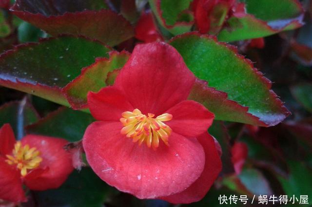 几款花卉全年开花不停,芳香四溢,养在家中香飘满屋